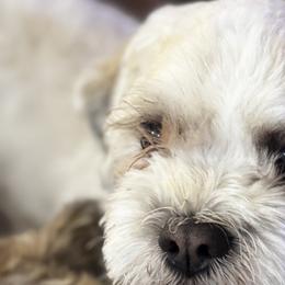 Shichons from Checkered flag breeding
