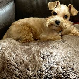 Tony - Miniature Schnauzer
