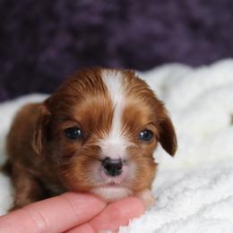 AKC Dora - Ruby female Cavalier King Charles Spaniel puppy in Albany, Indiana from Hatz Off Puppies
