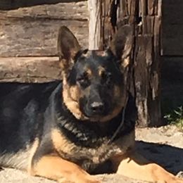 Nica - German Shepherd