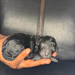 Stich - Black male Poodle puppy in Fort Lauderdale, Florida from SoFlo Standard Poodles