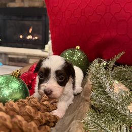 Dottie - Chocolate female Havanese puppy in Reese, Michigan from Windy Hill Havanese