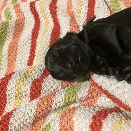Standard Schnauzer Puppies from Songbird Standard Schnauzers