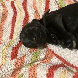 Standard Schnauzer Puppies from Songbird Standard Schnauzers
