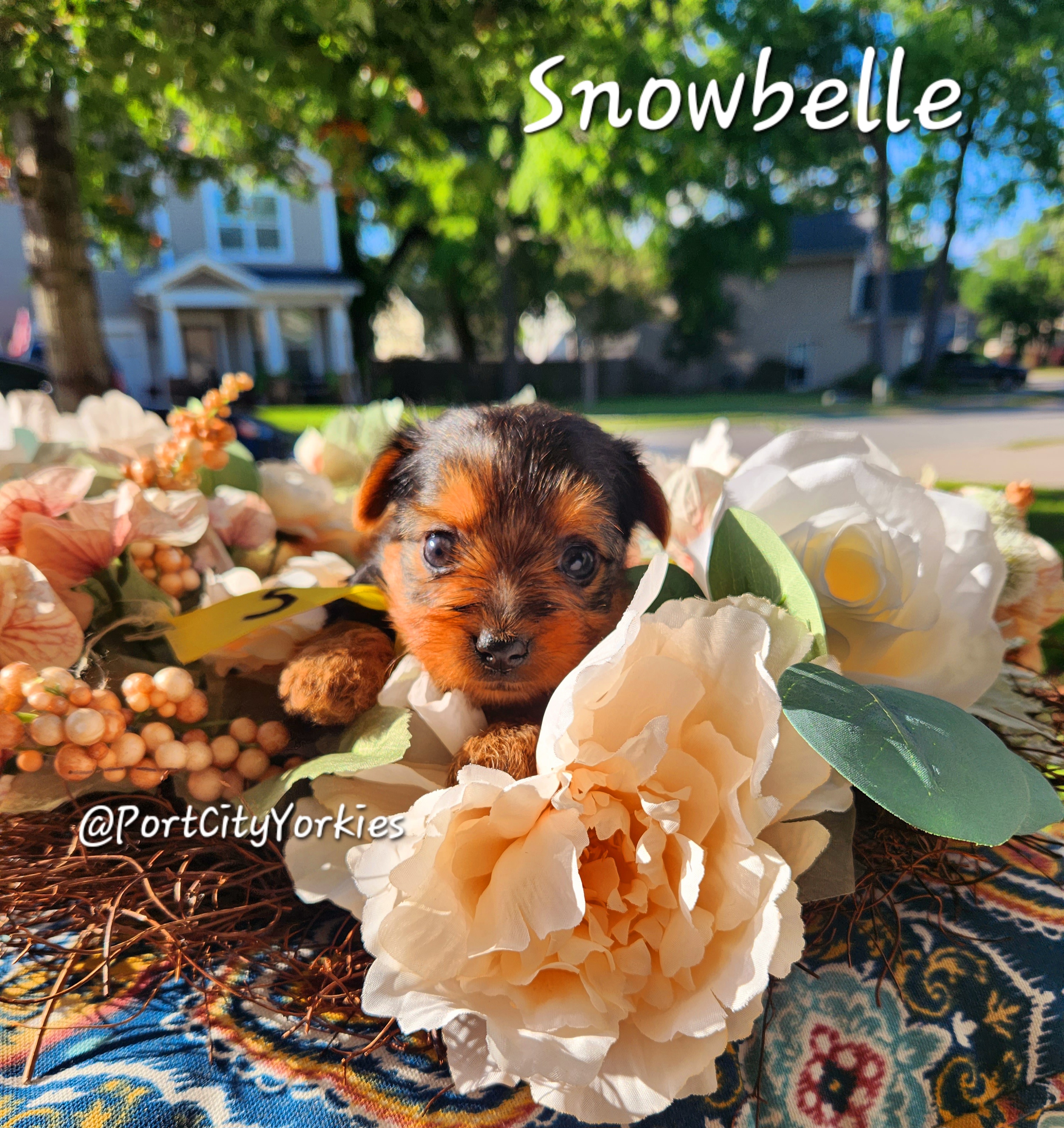 Yorkshire Terrier Puppies from Port City Yorkies LLC