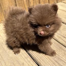 Pomeranian Puppies from Bluebonnet Pomeranians