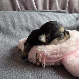 Taquito - Black and tan male Chihuahua puppy in East Camden, Arkansas from RoyAl