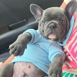 Teddy - Blue male French Bulldog puppy in Stroudsburg, Pennsylvania from Puppyville Pa Shih Tzu & frenchies