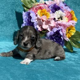 Troy - Dapple male Dachshund puppy in Lincoln, Arkansas from Red Dirt Dachshunds