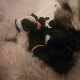 Benjamin - Parti male Yorkipoo puppy in San Diego, California from TheSocialk9