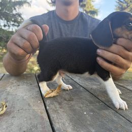 Boy 4 - Black fawn and white male Beagle puppy in Hudson, Michigan from Bachman’s Kennel