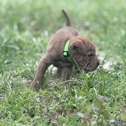 Arrow - Brown male Chinese Shar-Pei puppy in Lehigh Acres, Florida from Florida Wrinkles