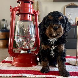 Boy 2 - Tri-color male Cavapoo puppy in Nampa,, Idaho from Clig Doodle Days