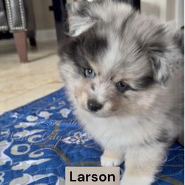 Larson - Merle male Pomsky puppy in Long Grove, Illinois from Windy City Pomsky