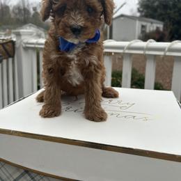 Elon - Red  male Goldendoodle puppy in Mint Hill, North Carolina from DoodleForever