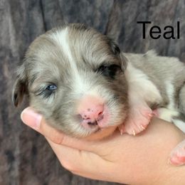 Border Collie Puppies from Heron Oak's Ranch LLC