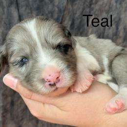 Border Collie Puppies from Heron Oak's Ranch LLC
