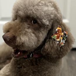Duchess - Poodle