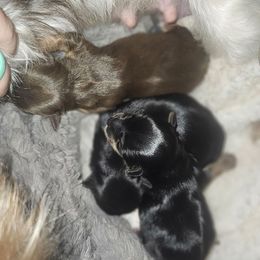 Binx - Black and tan male Yorkshire Terrier puppy in Thornville, Ohio from My precious yorkies