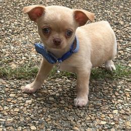 JJ - Cream male Chihuahua puppy in Gloucester, Virginia from Charlotte's Web of Chihuahuas
