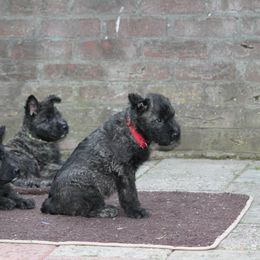 Belgian Laekenois, Dutch Shepherd, and Golden Retriever Puppies from Coswald