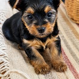 Boy 1 - Black and tan male Yorkshire Terrier puppy in Belen, New Mexico from J&M Yorke Farm