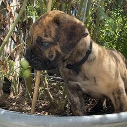 Columbus - Black collar reverse brindle male - Brindle male Boerboel puppy in Navasota, Texas from Silverthorne Boerboels