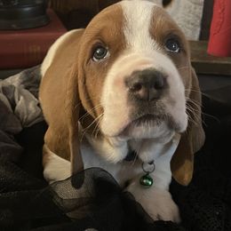 Basset Hound Puppies from Rain and Snow Bassets