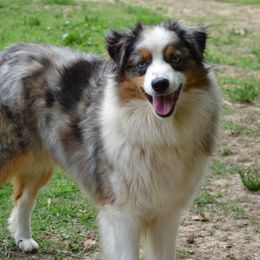 Dolly - Miniature Australian Shepherd