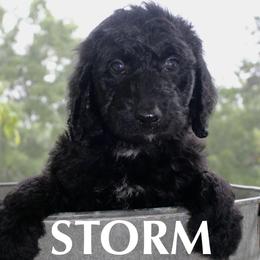 Storm - Black and white male Aussiedoodle puppy in Kings Mountain, North Carolina from Champion Farms Doodles