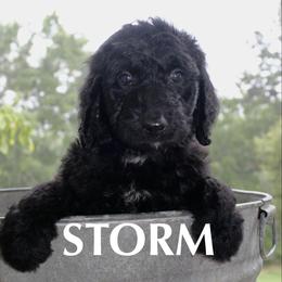 Storm - Black and white male Aussiedoodle puppy in Kings Mountain, North Carolina from Champion Farms Doodles