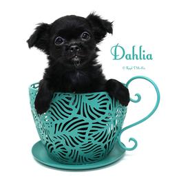 Xahara - Black female Mi-Ki puppy in Elizabeth, Colorado from Royal T Mi-Kis