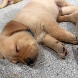 Blue collar - Yellow male Labrador Retriever puppy in Clinton, Tennessee from Summer Rose