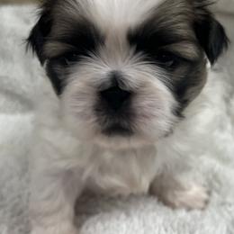 Full AKC- Bo - Fawn sable male Pekingese puppy in Pennsylvania from Triple I Pekes