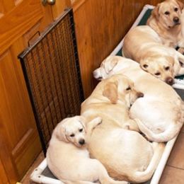 Labrador Retrievers from Cindy Ellis