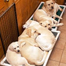 Labrador Retrievers from Cindy Ellis