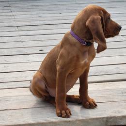 Redbone Coonhound Puppies from Low Mountain Red Bones