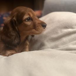 Christmas - Red female Dachshund puppy in Batavia, Illinois from Sandra's Dachshunds