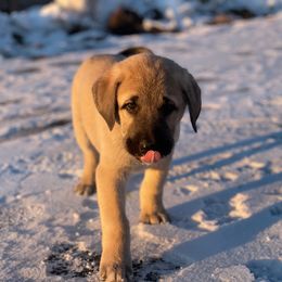 Anatolian Shepherd Dog Puppies from Wild Rooster Family Farm (AKC Anatolians OFA Hips Tested)