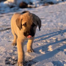 Anatolian Shepherd Dog Puppies from Wild Rooster Family Farm (AKC Anatolians OFA Hips Tested)
