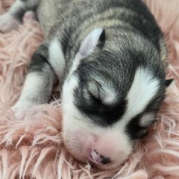 Siberian Husky Puppies from Black Diamond Siberian Huskies