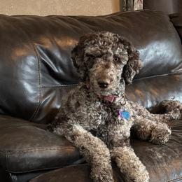 Vindaloo - Labradoodle