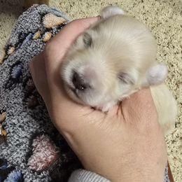 Oliver - White and tan male Maltese puppy in Ludington, Michigan from OT Maltese & Co