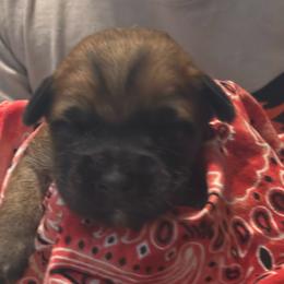 Male spot4 - Wheaten male Soft Coated Wheaten Terrier puppy in Gladewater, Texas from Felicias Swheaties
