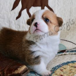 Pembroke Welsh Corgi Puppies from NannyKid Farm Corgis