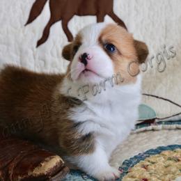 Pembroke Welsh Corgi Puppies from NannyKid Farm Corgis