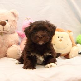 AKC Female 3 - Chocolate female Havanese puppy in South Carolina from Premier Havanese Dogs