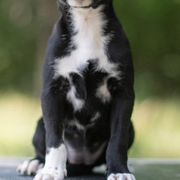 Sporty Mixes from Livin' Wild Performance Dogs