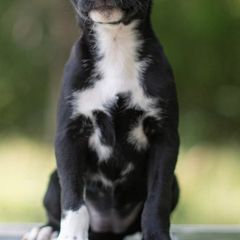 Sporty Mixes from Livin' Wild Performance Dogs