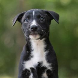 Sporty Mixes from Livin' Wild Performance Dogs